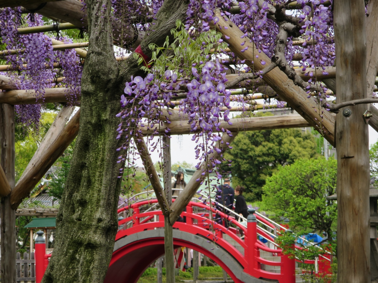 亀戸天神 藤まつり 亀戸 東京 の旅行記 ブログ By Umechan2さん フォートラベル