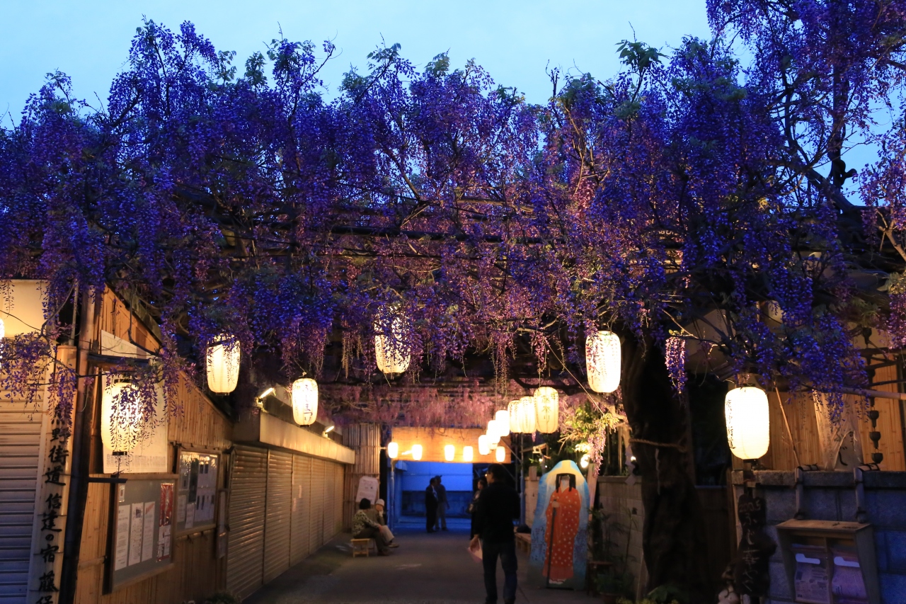 旅するイルカ 大阪府 泉南市 梶本さん家の藤まつりへ 関西空港 泉佐野 大阪 の旅行記 ブログ By イルカさん フォートラベル 旅するイルカ 大阪府 泉南市 梶本さん家の藤まつりへ 関西空港 泉佐野 大阪 の旅行記 ブログ By イルカさん フォートラベル