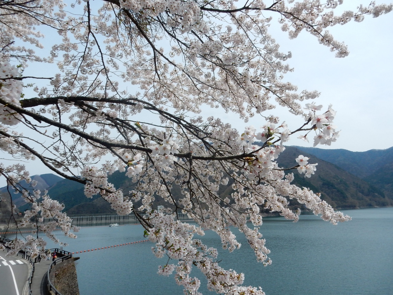 奥多摩湖２０１５桜 奥多摩 東京 の旅行記 ブログ By アイガーさん フォートラベル