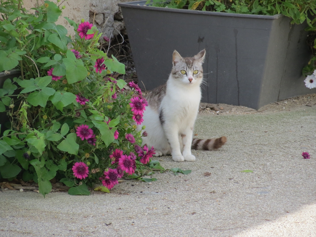 猫探し 15 イタリア Italy シラクーサの猫 Cats In Siracusa 編 シチリア島 イタリア の旅行記 ブログ By 猫 探しさん フォートラベル
