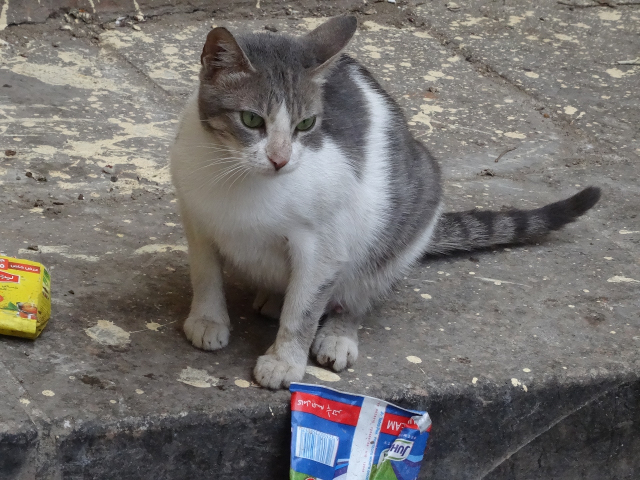 カイロの休日ーカイロに恋してー4 カイロの猫や犬たちその他 カイロ エジプト の旅行記 ブログ By Mahaさん フォートラベル