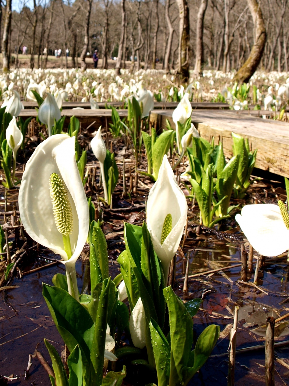 郷屋水芭蕉公園 の小さな旅 新潟県五泉市 長岡市 加茂 五泉 新潟県 の旅行記 ブログ By ひょんひょんさん フォートラベル