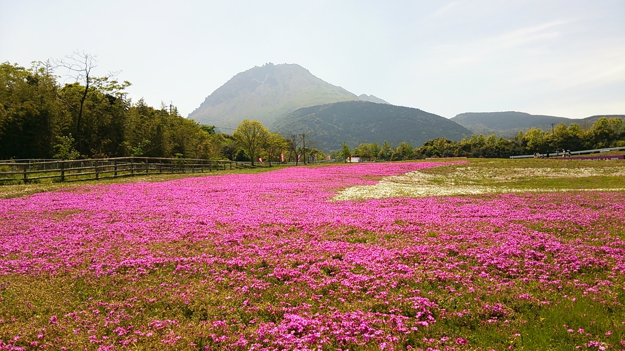 長崎県しまばら芝桜公園 島原 長崎県 の旅行記 ブログ By Issiさん フォートラベル 長崎県しまばら芝桜公園 島原 長崎県 の旅行記 ブログ By Issiさん フォートラベル