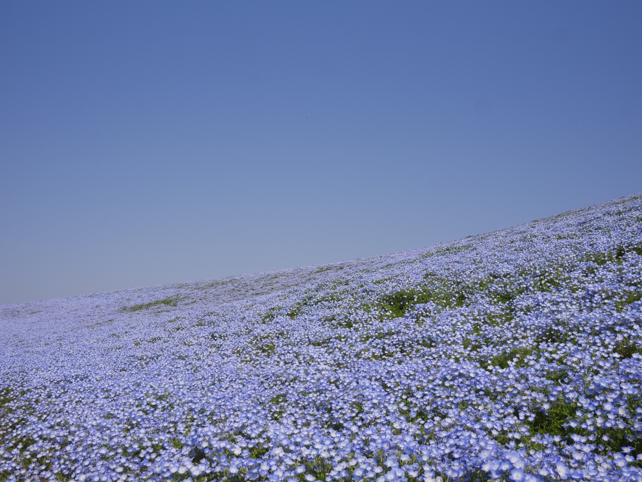 雄大な450万本の青の花畑 ひたちなか 茨城県 の旅行記 ブログ By Solty75さん フォートラベル 雄大な450万本の青の花畑 ひたちなか 茨城県 の旅行記 ブログ By Solty75さん フォートラベル
