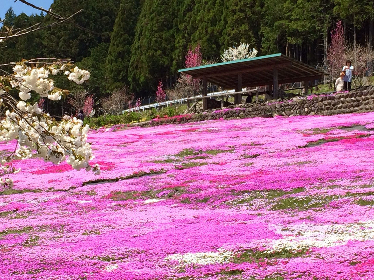 國田家の芝桜 2015 郡上八幡 岐阜県 の旅行記 ブログ By Moonさん フォートラベル