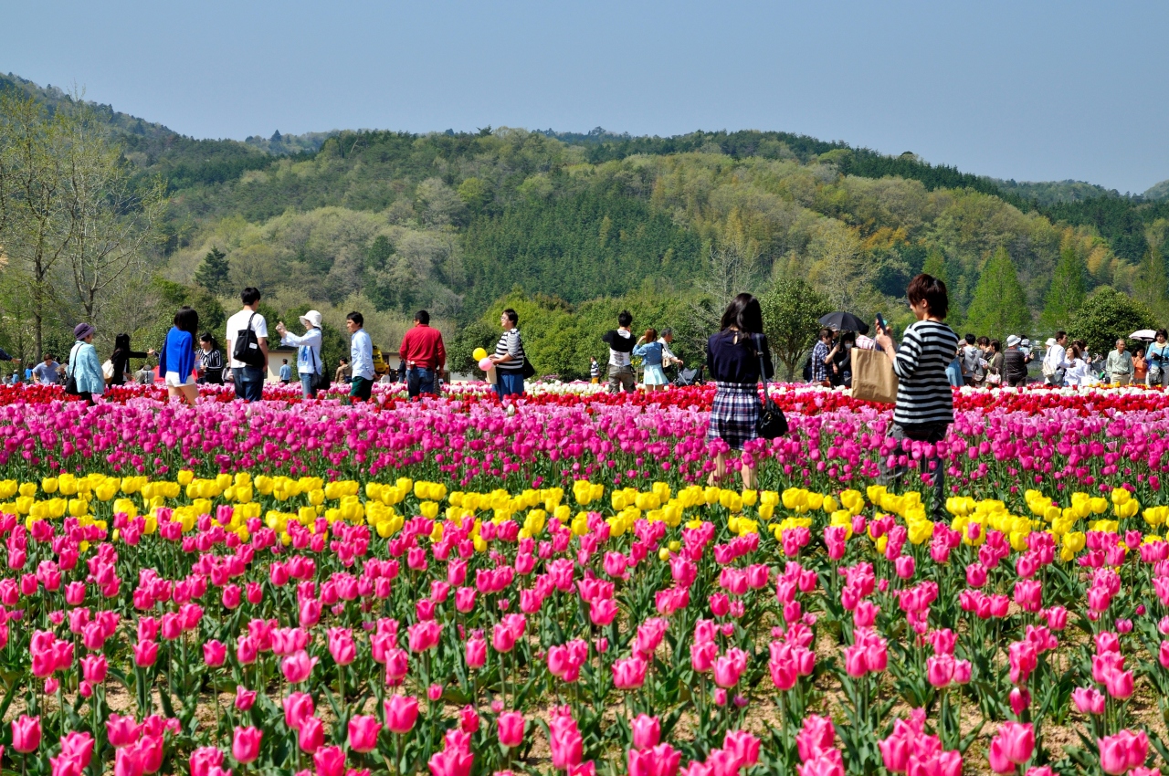 花を求めて世羅高原へ その２ 世羅 広島県 の旅行記 ブログ By Elliott 7さん フォートラベル
