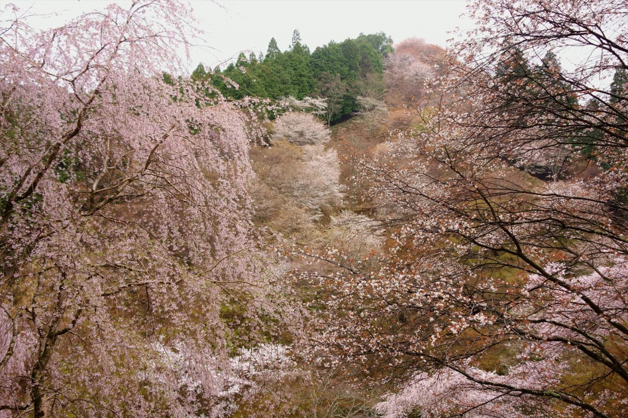 五分咲きですが 桜の吉野山 吉野 奈良県 の旅行記 ブログ By コタさん フォートラベル