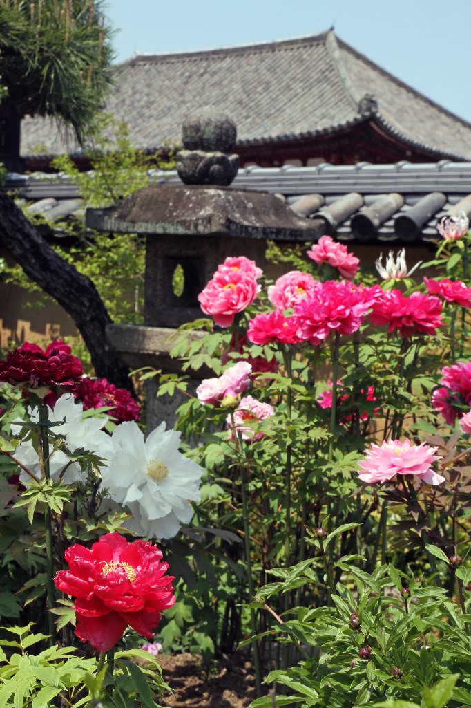 当麻寺 當麻寺 牡丹三昧の日 そしてあの男が 御所 葛城 奈良県 の旅行記 ブログ By Bakanekoさん フォートラベル