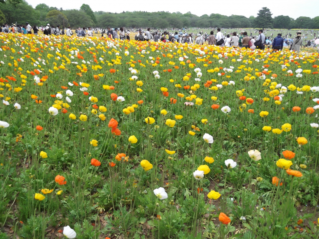 15年4月 昭和記念公園 立川 東京 の旅行記 ブログ By Morkaさん フォートラベル 15年4月 昭和記念公園 立川 東京 の旅行記 ブログ By Morkaさん フォートラベル