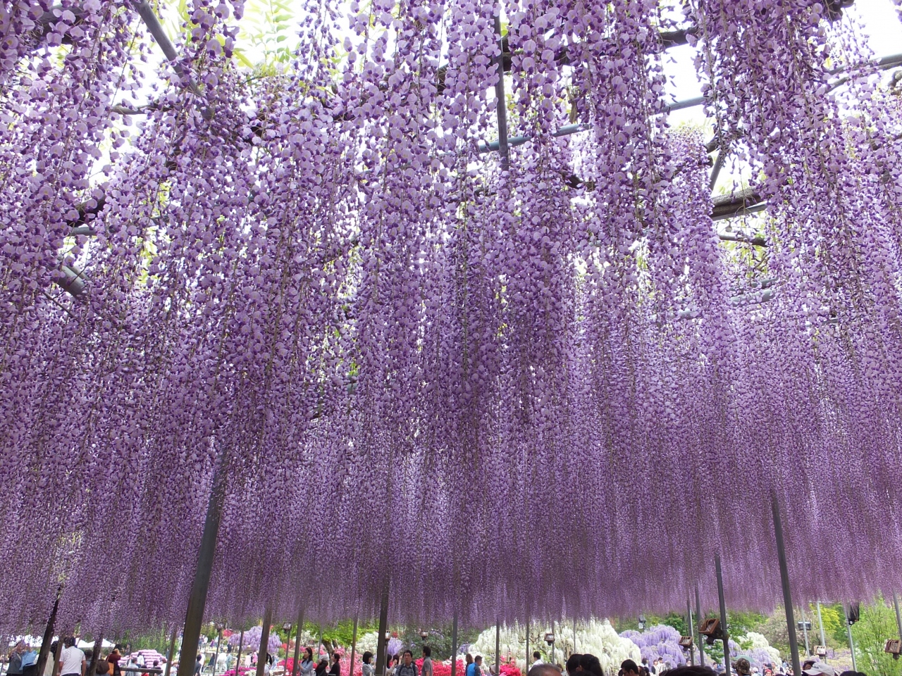 今が見頃 足利フラワーパークの 大藤 足利 栃木県 の旅行記 ブログ By ラブコーさん フォートラベル