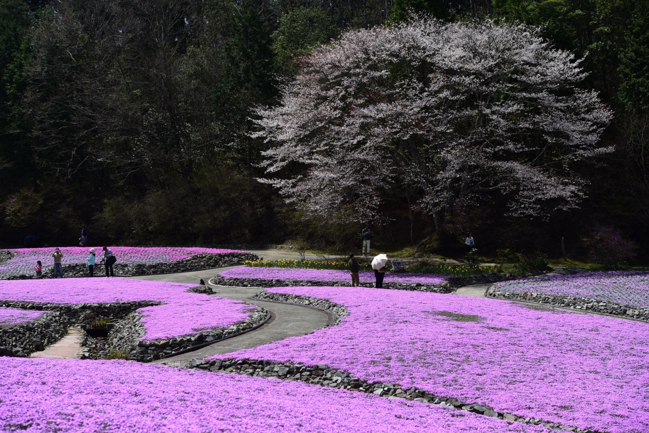 15 丹波で芝桜を愛でる 三田 兵庫 兵庫県 の旅行記 ブログ By Naoさん フォートラベル