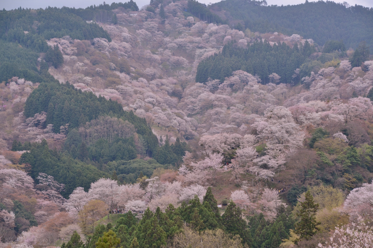 吉野山のサクラ 吉野 奈良県 の旅行記 ブログ By Punchmsさん フォートラベル 吉野山のサクラ 吉野 奈良県 の旅行記 ブログ By Punchmsさん フォートラベル