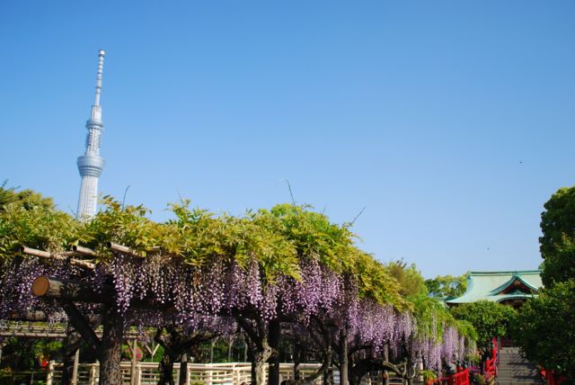 ひとりお花見部 出勤前に亀戸天神で藤のお花見 亀戸 東京 の旅行記 ブログ By Middx さん フォートラベル