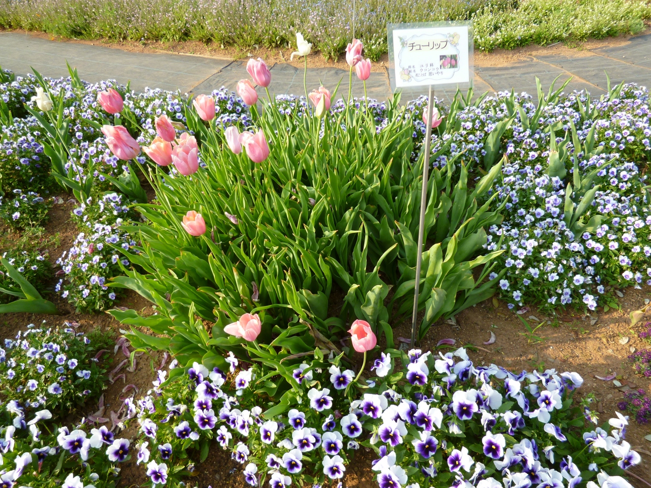 ベスト 長 島町 花 フェスタ 2162