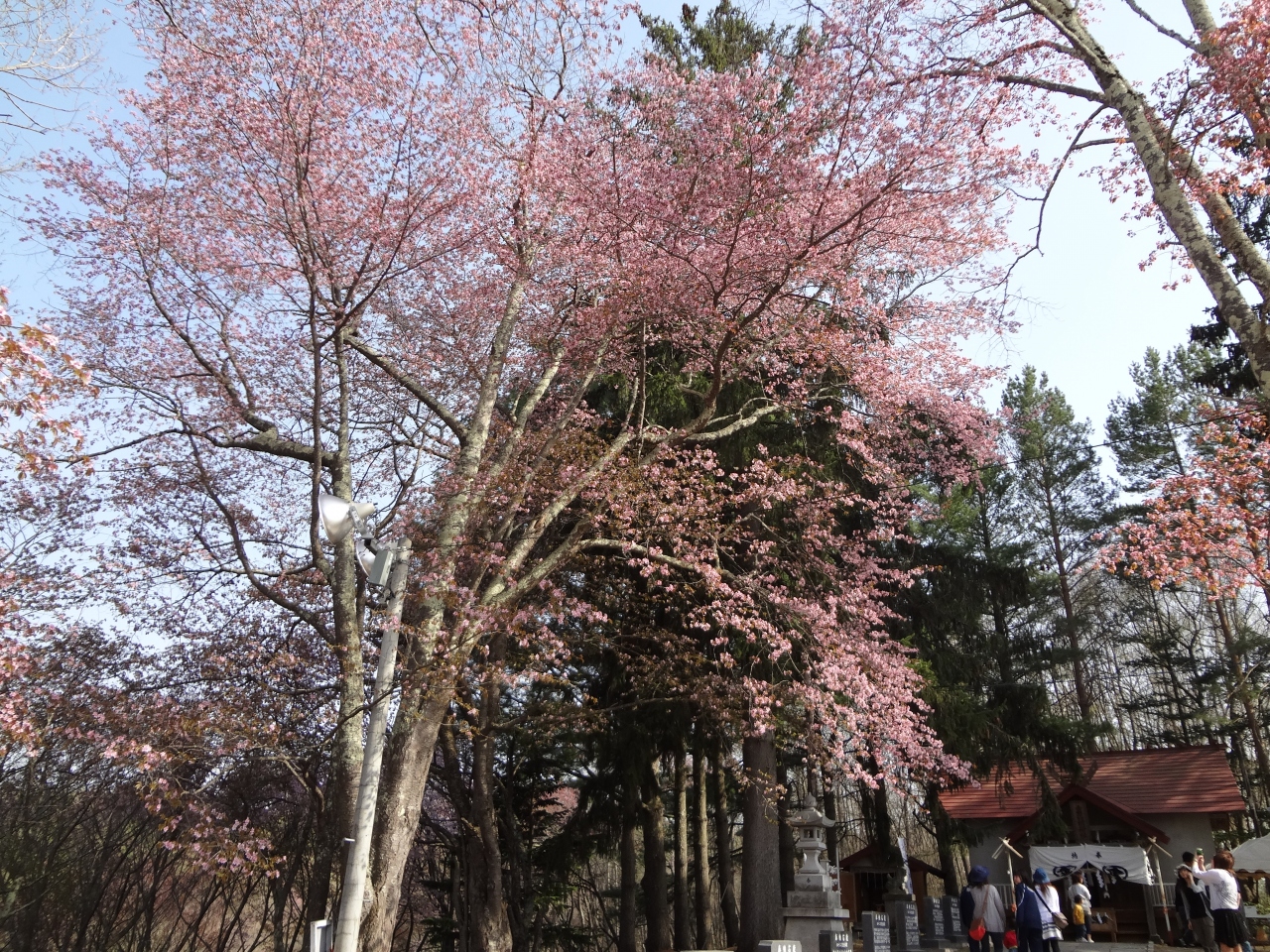 北国に春が来ました 北見 北海道 の旅行記 ブログ By Kita Chariさん フォートラベル