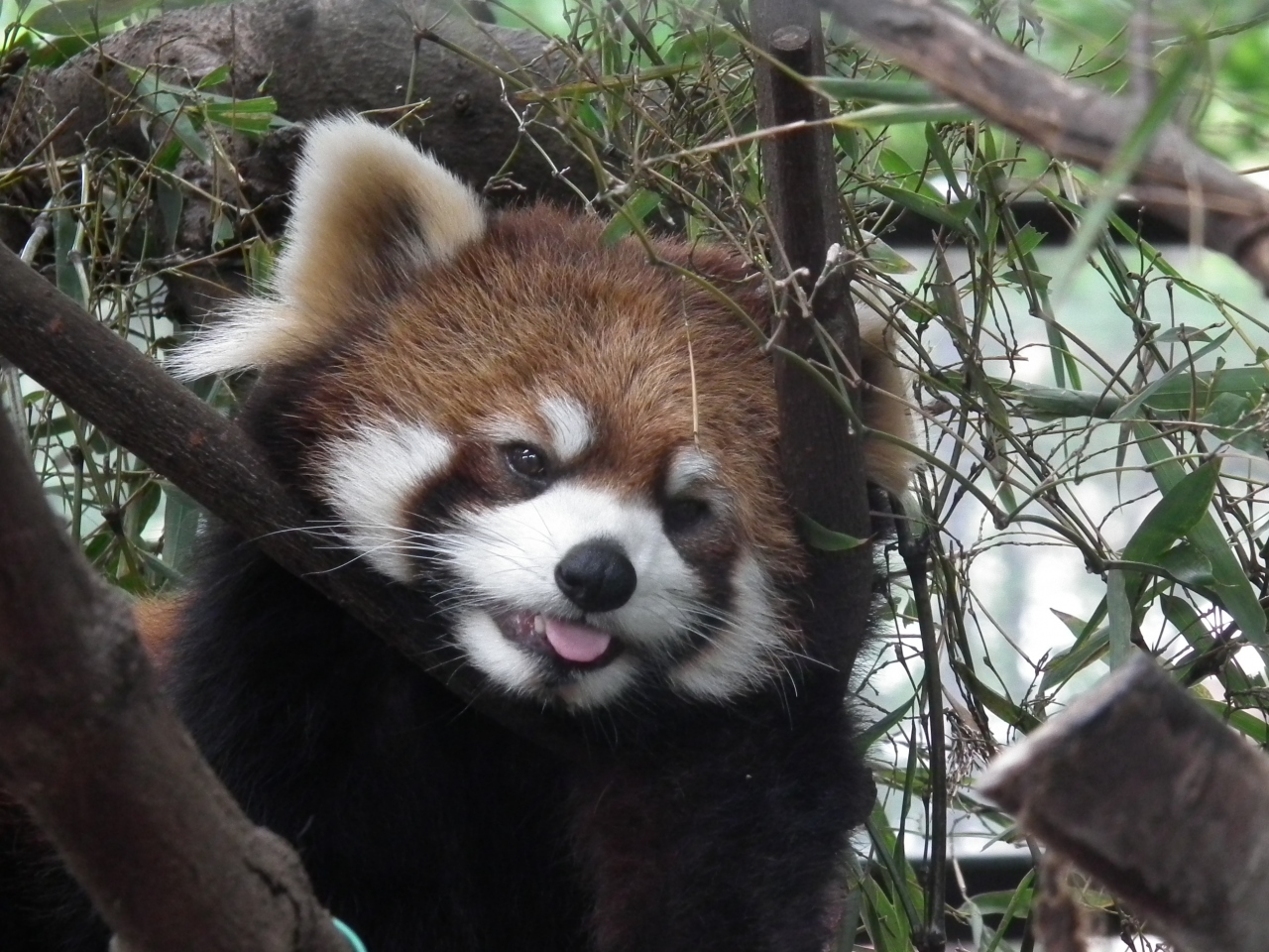 ２０１５年５月４日上野動物園無料開園日 上野 御徒町 東京 の旅行記 ブログ By ヤッシーさん フォートラベル
