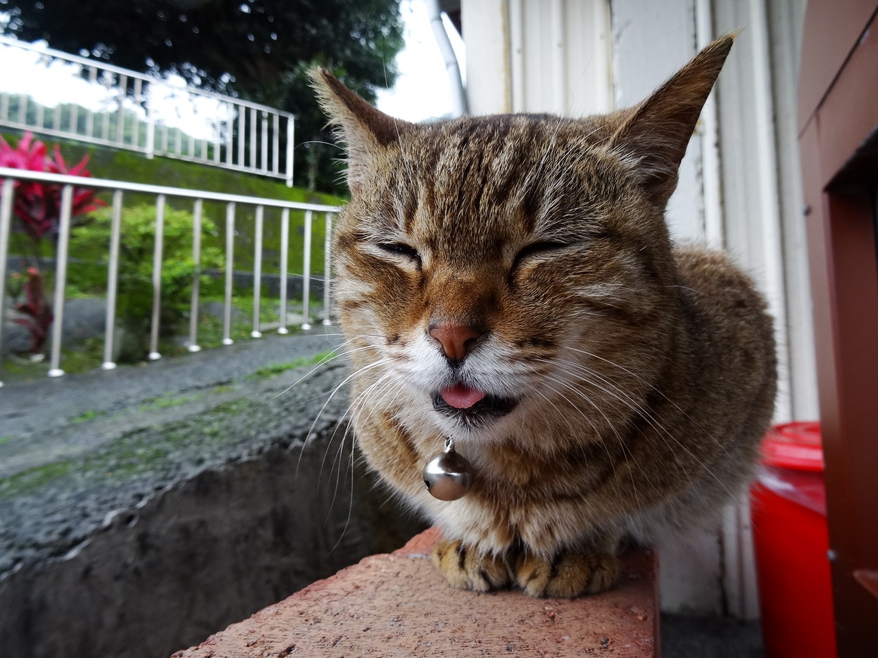 猫村として人気のホウトン チョット沖縄 台北 台湾 の旅行記 ブログ By Jasさん フォートラベル