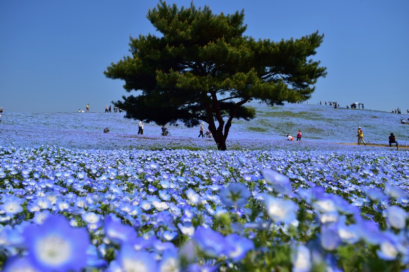 一面が青の世界 ひたち海浜公園のネモフィラ ひたちなか 茨城県 の旅行記 ブログ By Piggy さん フォートラベル 一面が青の世界 ひたち海浜公園のネモフィラ ひたちなか 茨城県 の旅行記 ブログ By Piggy さん フォートラベル