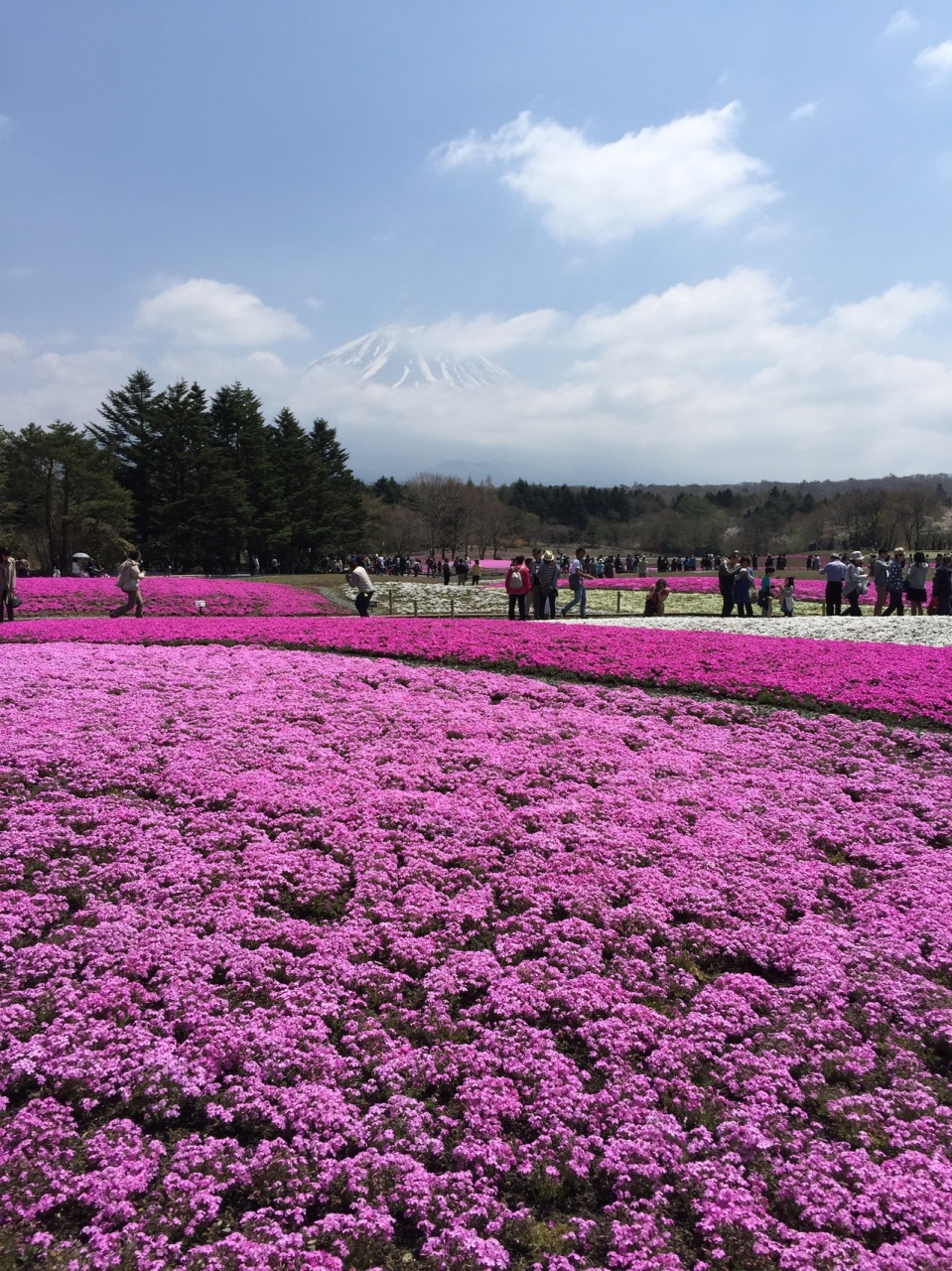 富士芝桜まつり 忍野八海の散策 富士五湖 山梨県 の旅行記 ブログ By Jingasitaさん フォートラベル 富士芝桜まつり 忍野八海の散策 富士五湖 山梨県 の旅行記 ブログ By Jingasitaさん フォートラベル