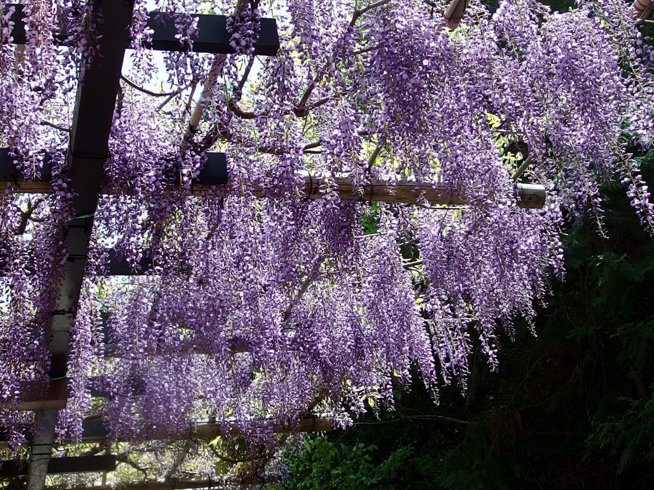 藤の花言葉は歓迎 藤岡ふじの回廊 海上の森花便り 豊田 愛知県 の旅行記 ブログ By みちるさん フォートラベル