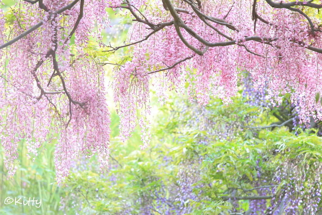 陽だまりに咲く藤 横須賀しょうぶ園 横須賀 神奈川県 の旅行記 ブログ By Kittyさん フォートラベル 陽だまりに咲く藤 横須賀しょうぶ園 横須賀 神奈川県 の旅行記 ブログ By Kittyさん フォートラベル
