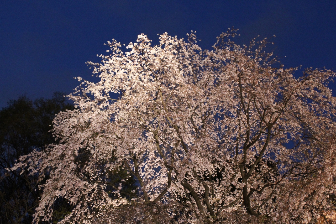 浜離宮恩賜庭園の桜と菜の花 六義園の枝垂桜ライトアップ 東京の旅行記 ブログ By 温泉大好きさん フォートラベル