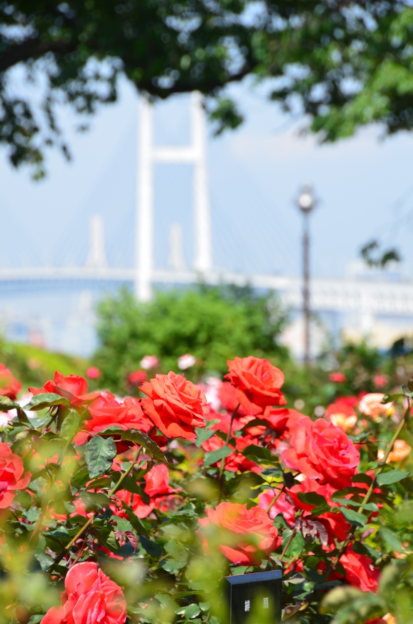 港の見える丘公園と山手西洋館の薔薇 見頃です 横浜 神奈川県 の旅行記 ブログ By ぬいぬいさん フォートラベル