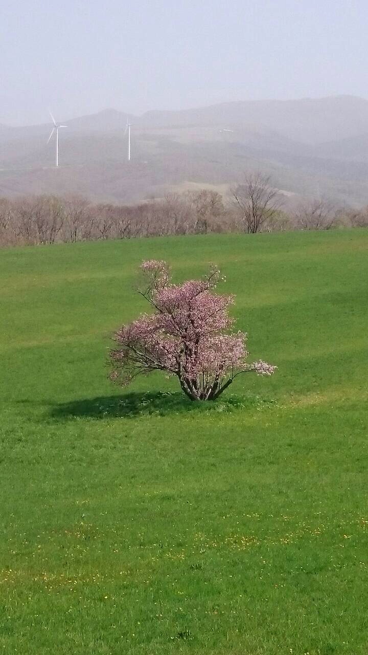 一本桜と潮干狩り 室蘭 北海道 の旅行記 ブログ By Ririさん フォートラベル