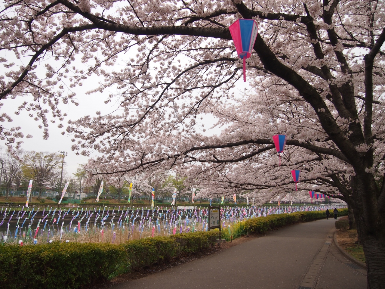 館林の桜まつりと鯉のぼり 館林 群馬県 の旅行記 ブログ By かおニャンさん フォートラベル