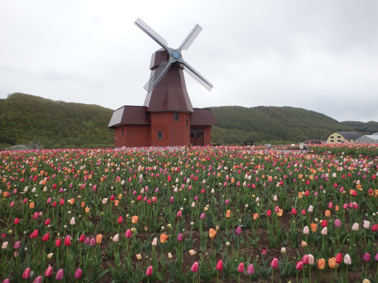 ２０１５ 春 道東 花 大自然 上湧別チューリップ公園ほか サロマ湖 湧別 北海道 の旅行記 ブログ By さや犬さん フォートラベル
