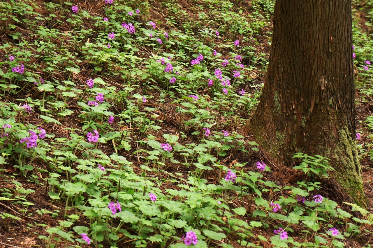 世界に1ヶ所だけの花 ここにしかない鳴神山のカッコソウ 桐生 群馬県 の旅行記 ブログ By ごんじさん フォートラベル 世界に1ヶ所だけの花 ここにしかない鳴神山のカッコソウ 桐生 群馬県 の旅行記 ブログ By ごんじさん フォートラベル