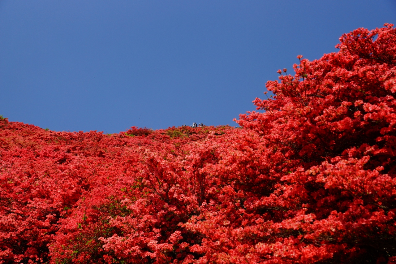 一目千本は 吉野山の桜 一目百万本は ２０１５年 御所 葛城 奈良県 の旅行記 ブログ By Hiro3さん フォートラベル