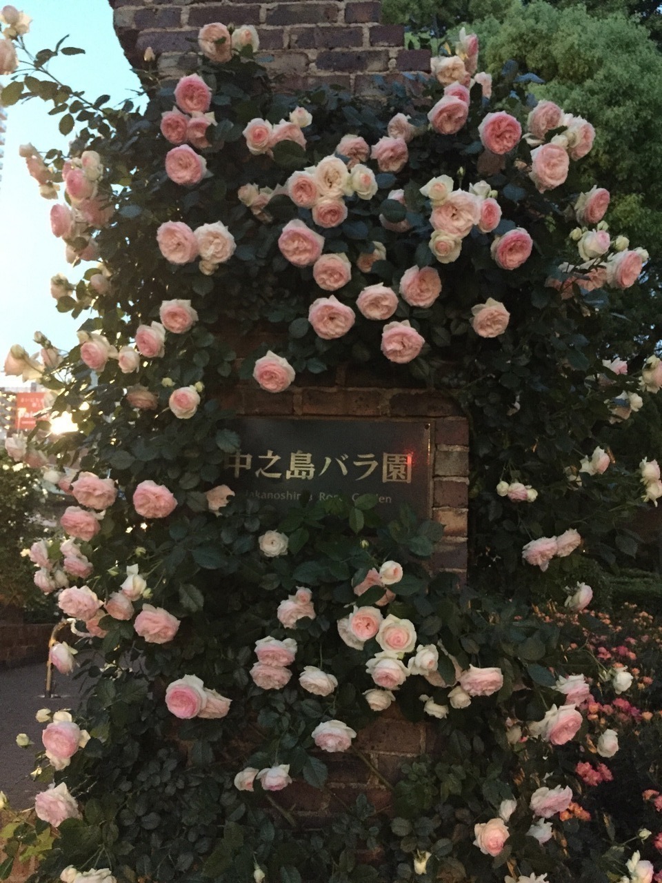 2015春のバラ園散歩 その1 中之島バラ園 心斎橋 淀屋橋 大阪 の旅行記 ブログ By りぽちゃんさん フォートラベル 2015春のバラ園散歩 その1 中之島バラ園 心斎橋 淀屋橋 大阪 の旅行記 ブログ By りぽちゃんさん フォートラベル