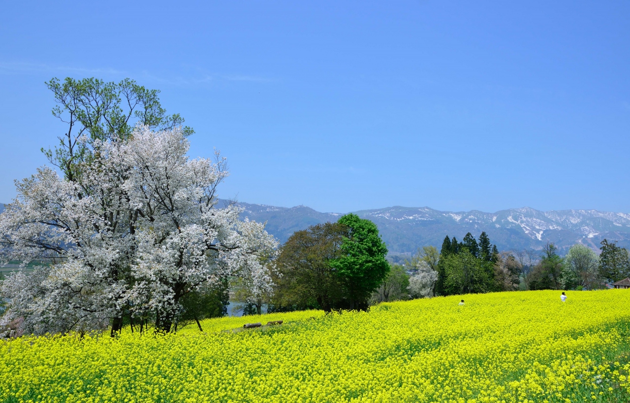 花旅 春の花々を巡る２泊３日の旅 ４ 一面の菜の花畑 飯山菜の花公園と 桜の天井 千曲川河川公園 飯山 栄村 長野県 の旅行記 ブログ By ショコラさん フォートラベル