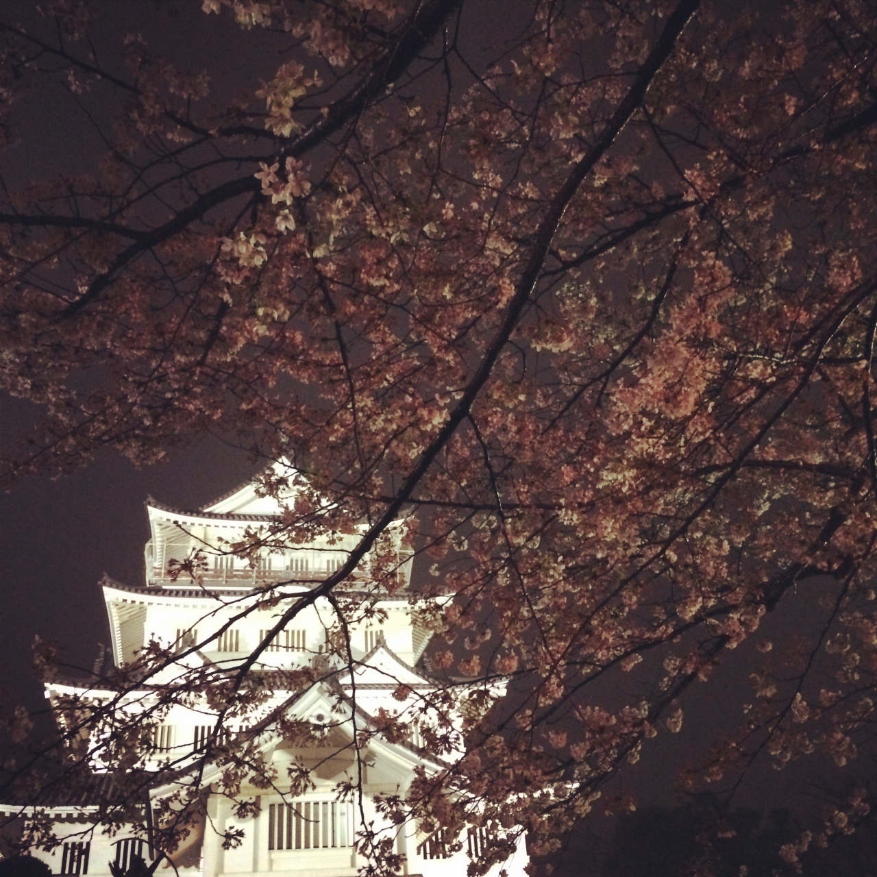 雨だったけど千葉の桜めぐり さくら広場 千葉動物園 千葉城 千葉市 千葉県 の旅行記 ブログ By Kanana14さん フォートラベル