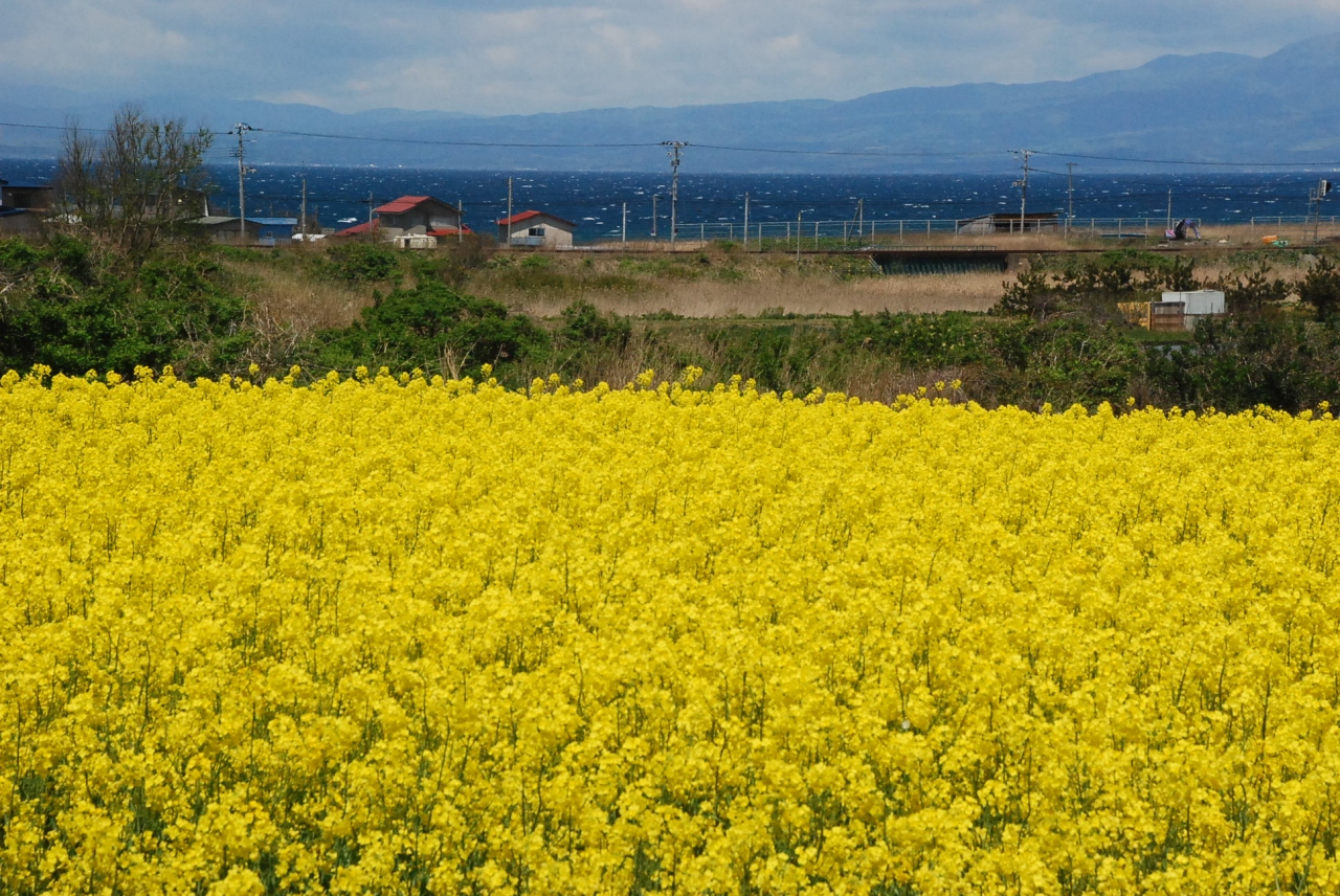 陸奥横浜の 菜の花王国 を訪ねて 青森 上北 青森県 の旅行記 ブログ By かっちんさん フォートラベル