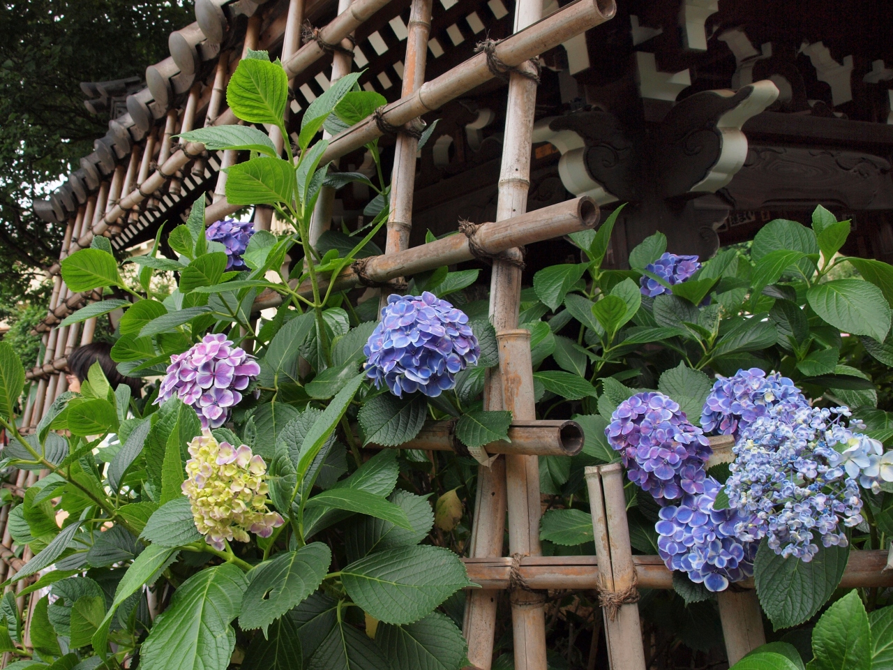 境内を埋め尽くす紫陽花はまさに七変化 大塚 巣鴨 駒込 東京 の旅行記 ブログ By 紅映さん フォートラベル