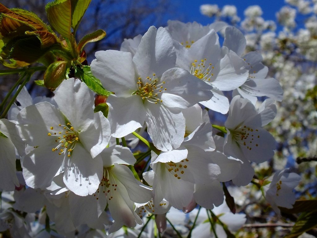 東京の桜 15 新宿御苑の春 3月 新宿 東京 の旅行記 ブログ By まこと9957さん フォートラベル 東京の桜 15 新宿御苑の春 3月 新宿 東京 の旅行記 ブログ By まこと9957さん フォートラベル