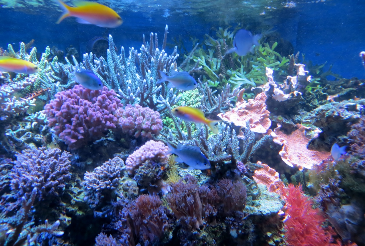 15春 蒲郡の名所 10 4月23日 2 蒲郡 竹島水族館 ウツボ ヒゲダイ ホウキハタ クエ 蒲郡 愛知県 の旅行記 ブログ By 旅人のくまさんさん フォートラベル