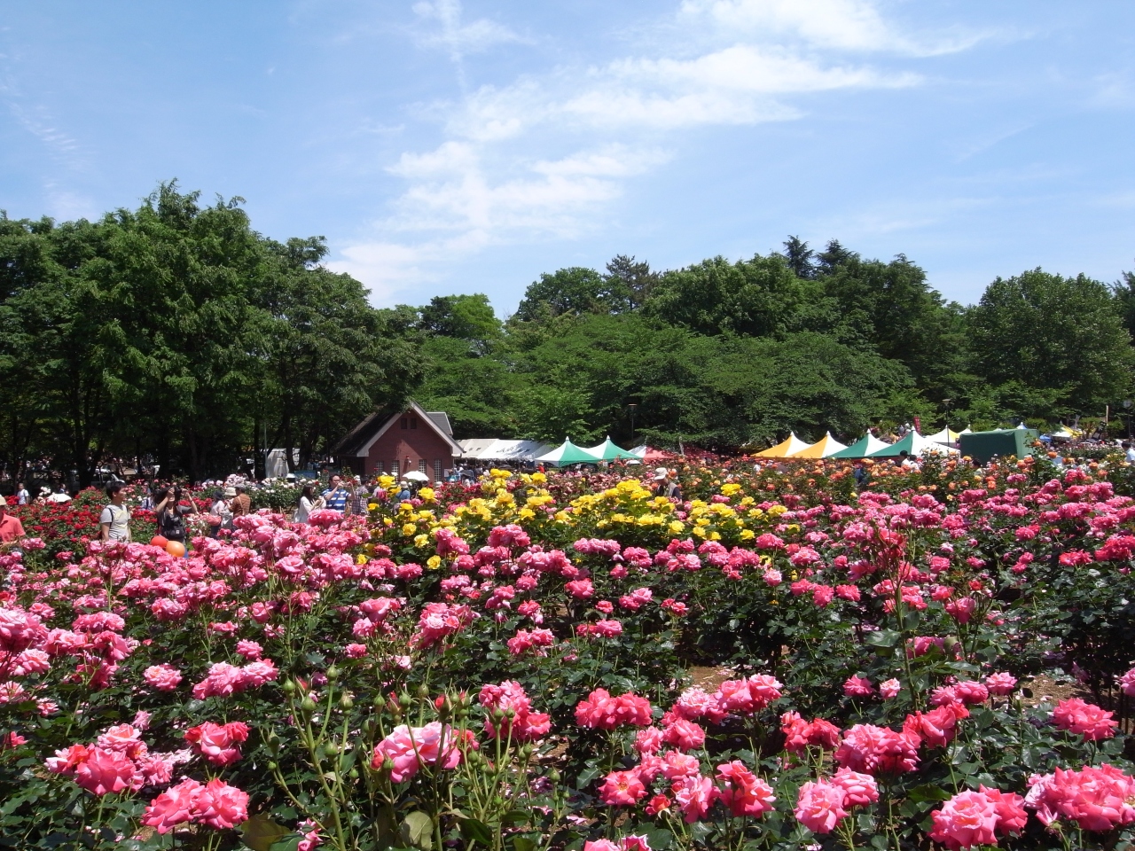 与野公園ばらまつり２０１５ 大宮 埼玉県 の旅行記 ブログ By すあまさん フォートラベル