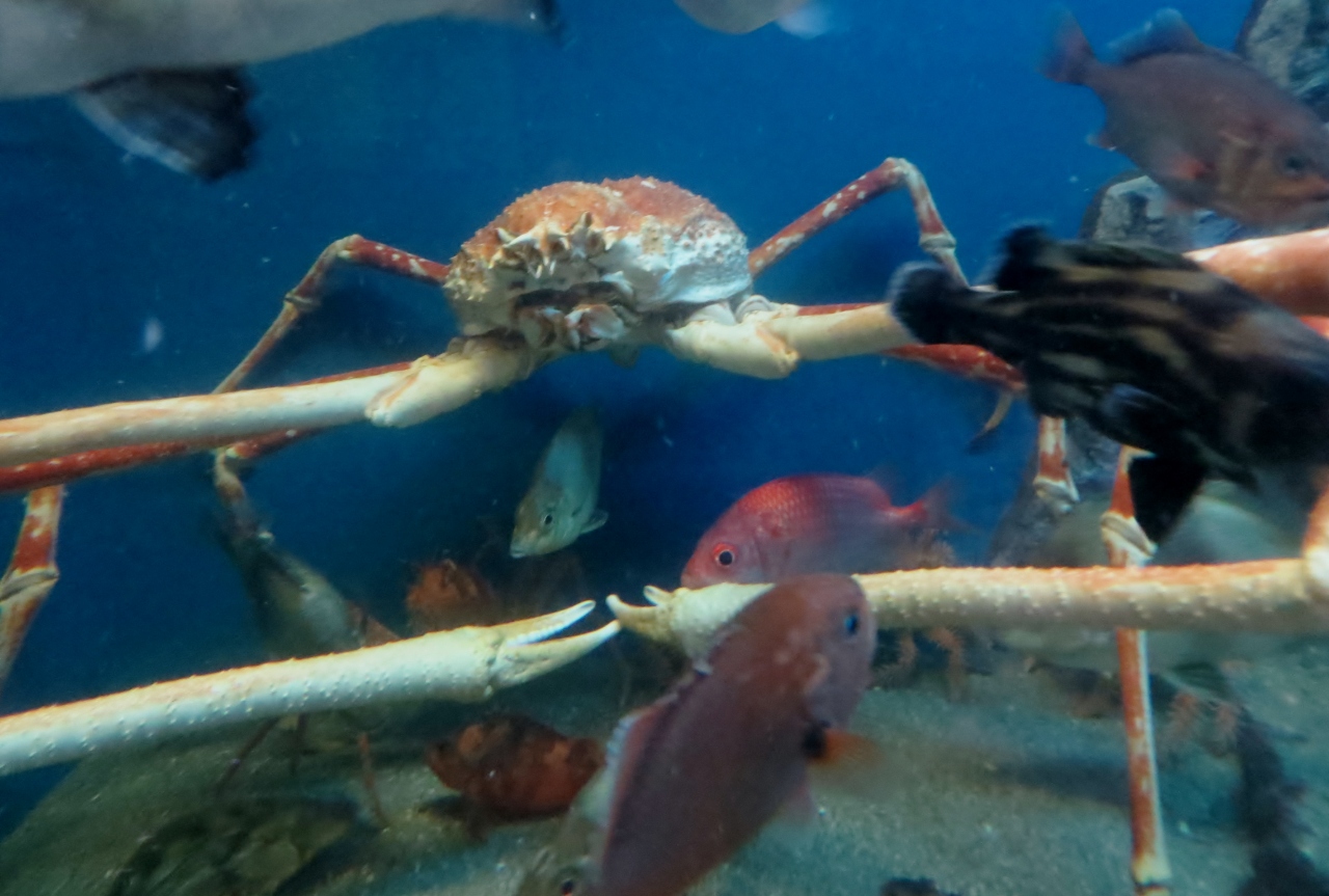 15春 蒲郡の名所 14 4月23日 6 蒲郡 竹島水族館 タカアシガニ ロック ビューティ オームガイ 蒲郡 愛知県 の旅行記 ブログ By 旅人のくまさんさん フォートラベル