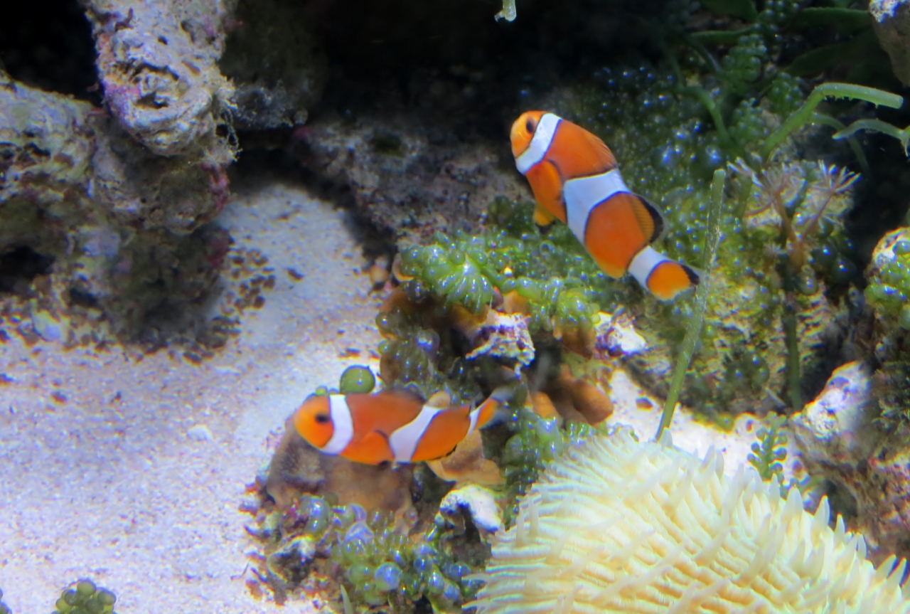 15春 蒲郡の名所 15 4月23日 7 蒲郡 竹島水族館 ウーパールーパー カクレクマノミ 水泡眼 蒲郡 愛知県 の旅行記 ブログ By 旅人のくまさんさん フォートラベル