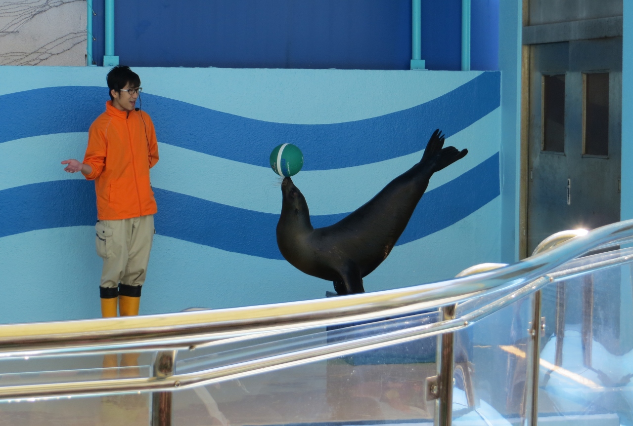 15春 蒲郡の名所 16 完 4月23日 8 蒲郡 竹島水族館 キフォティラピア フロントーサ アシカ ショー 蒲郡 愛知県 の旅行記 ブログ By 旅人のくまさんさん フォートラベル