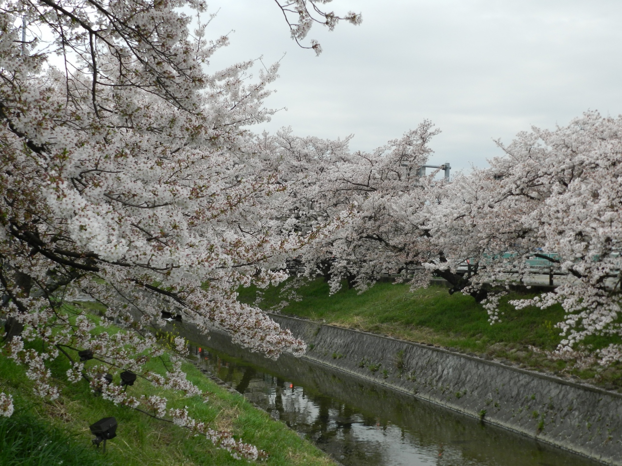 市 天気 高田 大和