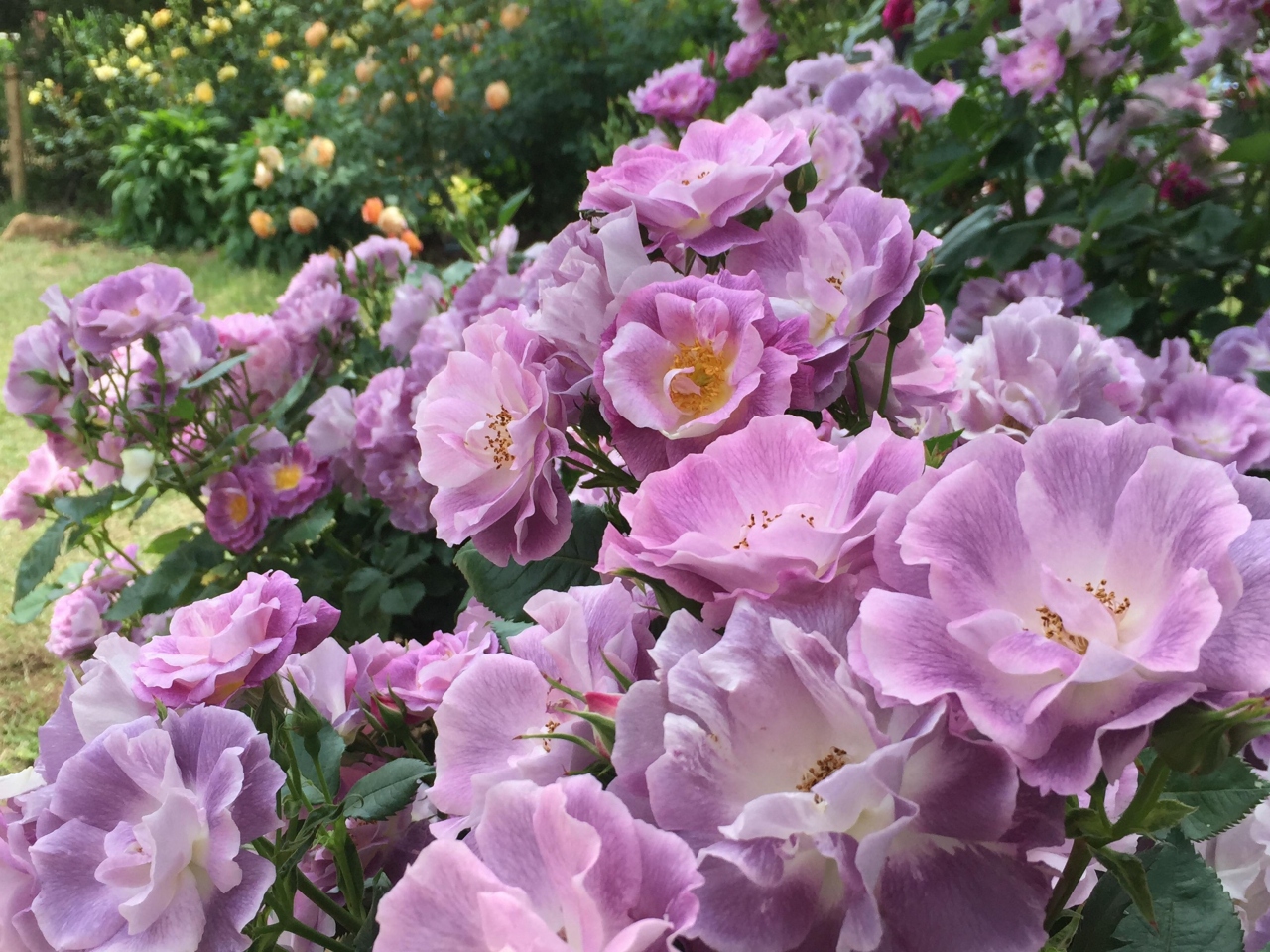 コピっと薔薇園 那須 栃木県 の旅行記 ブログ By Sallyさん フォートラベル コピっと薔薇園 那須 栃木県 の旅行記 ブログ By Sallyさん フォートラベル