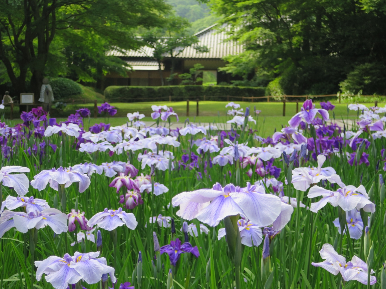 鎌倉 花菖蒲 アジサイ散歩 明月院 鎌倉 神奈川県 の旅行記 ブログ By Umechan2さん フォートラベル