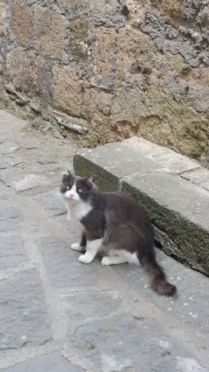 イタリア プローチダ島 チヴィタ オリヴィエート リアル猫探しの旅 プローチダ島 イタリア の旅行記 ブログ By ミックスナッツさん フォートラベル