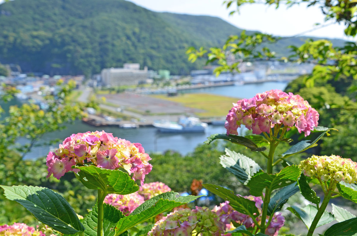 伊豆へ 15 05 30 1 下田公園 その1 紫陽花 下田 静岡県 の旅行記 ブログ By てんとう虫さん フォートラベル
