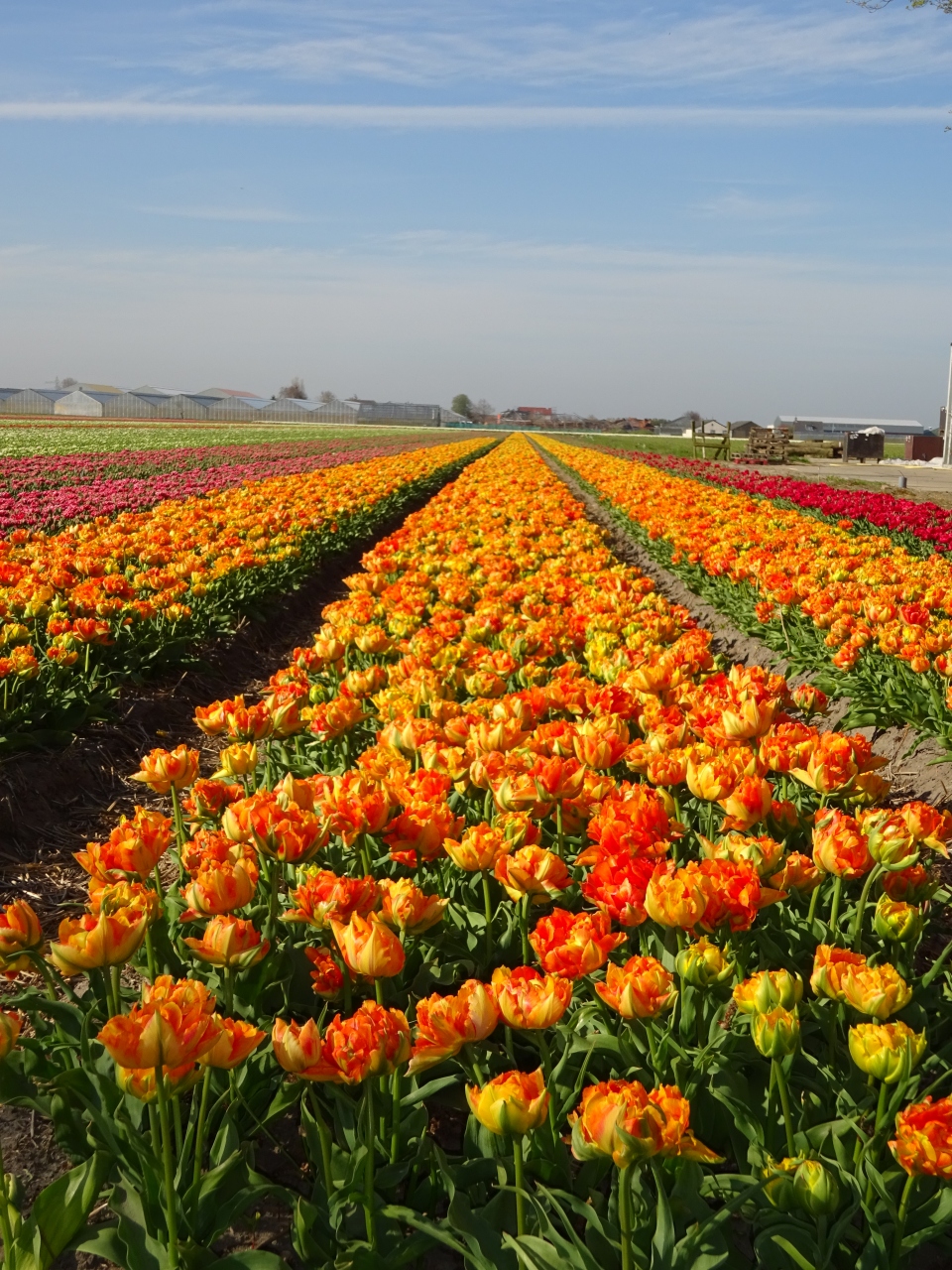 オランダ ドイツ ドライブ旅行6 オランダ 花畑 その他の観光地 オランダ の旅行記 ブログ By パキータさん フォートラベル