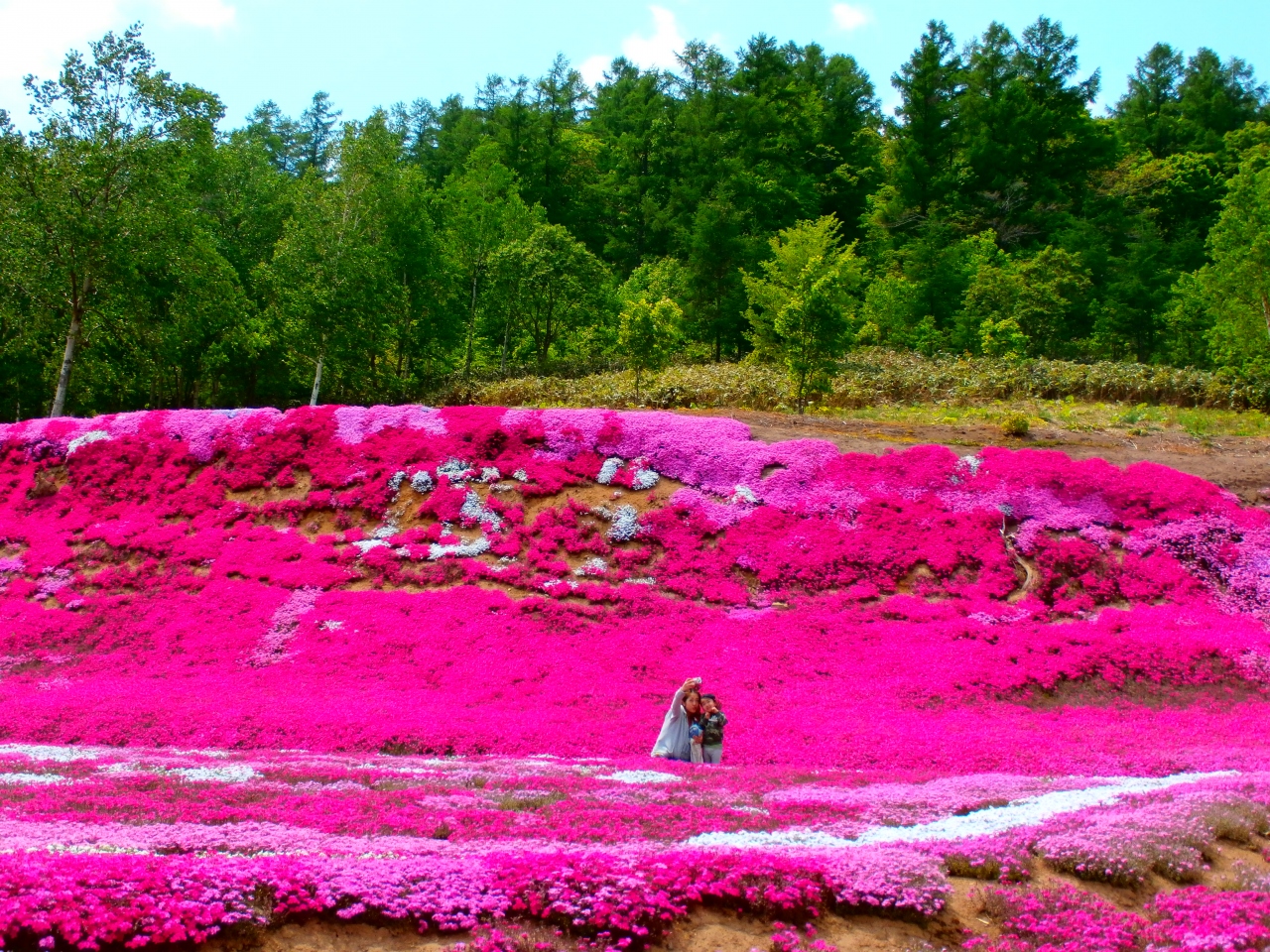 15 三島さんちの芝桜 はやっぱり綺麗だった 倶知安 くっちゃん 北海道 の旅行記 ブログ By きーちゃんさん フォートラベル